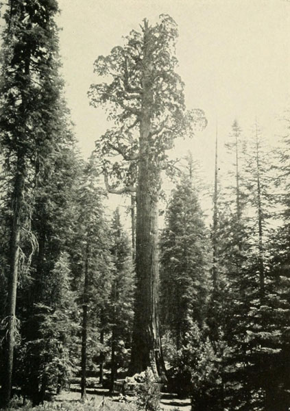 GENERAL GRANT TREE