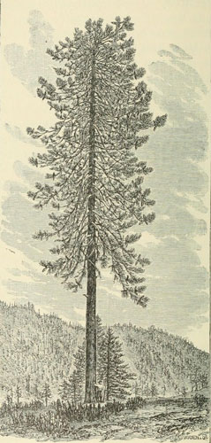 PINUS PONDEROSA