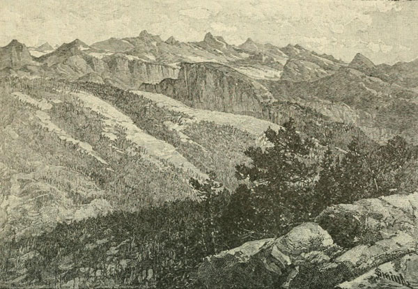 SILVER-FIR FOREST GROWING ON MORAINES OF THE HOFFMAN AND TENAYA GLACIERS