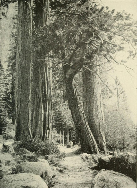 YELLOW PINE AND LIBOCEDRUS