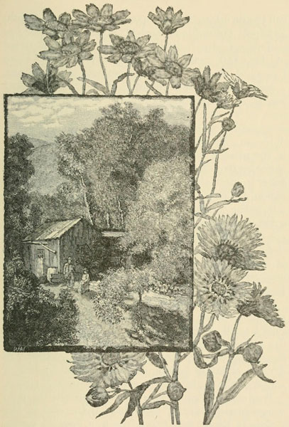 A BEE-KEEPER’S CABIN.—BURRIELIA (ABOVE).—MADIA (BELOW)