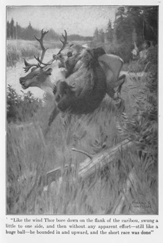 'Like the wind Thor bore down on the flank of the caribou, swung a little to one side, and then without any apparent effort—still like a huge ball—he bounded in and upward, and the short race was done.'