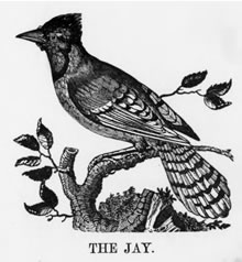 THE JAY 