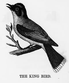 THE KING BIRD