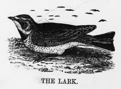 THE LARK 