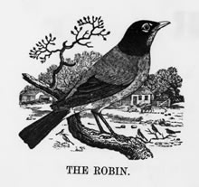 THE ROBIN