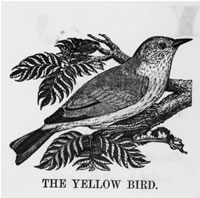 THE YELLOW BIRD