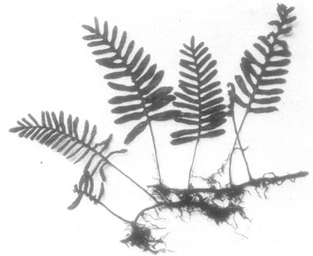 Gray or Hoary Polypody. Polypodium incanum