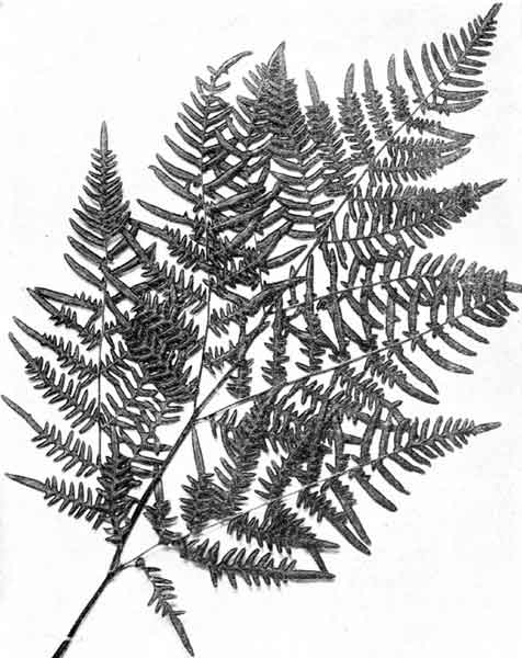 Fertile Frond of Common Bracken