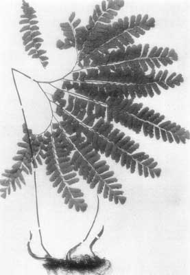 Common Maidenhair. Adiantum pedatum