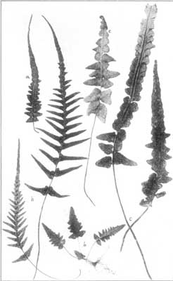 Scott's Spleenwort