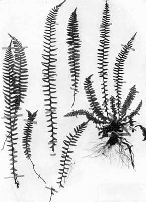 Ebony Spleenwort