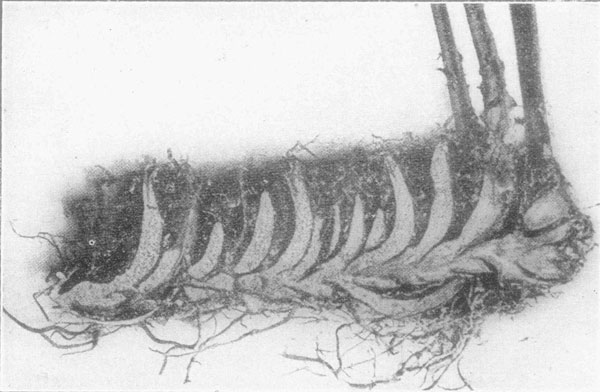 split lengthwise