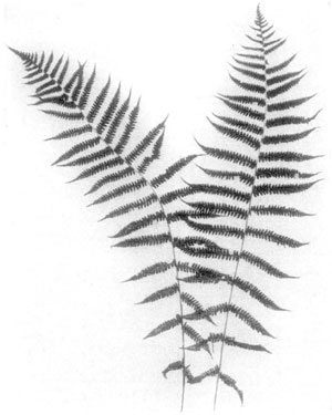 Silvery Spleenwort