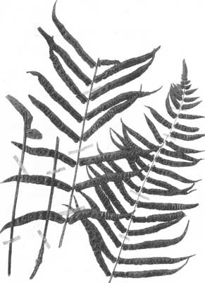 Narrow-leaved Spleenwort