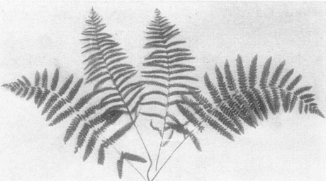 Marsh Fern