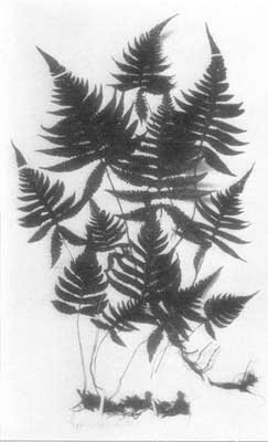 Long Beech Fern