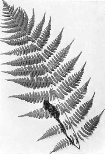 Marginal Shield Fern