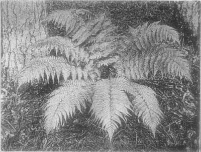 Marginal Shield Fern