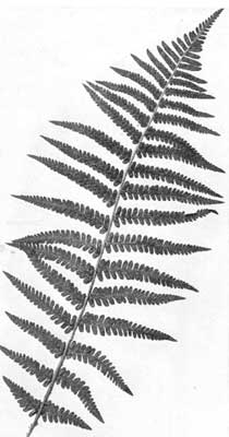 The Male Fern