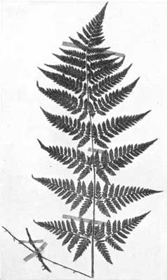 Spinulose Shield Fern