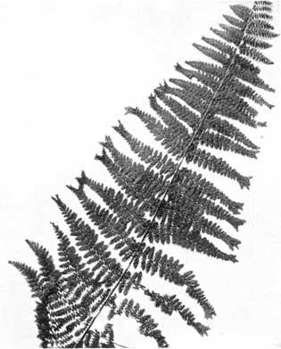 Hayscented Fern