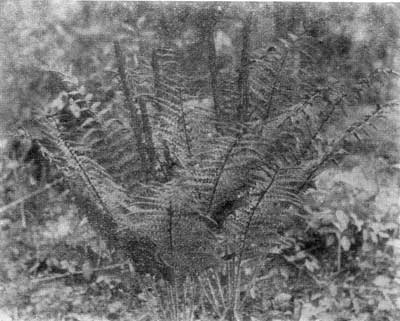 Cinnamon Fern