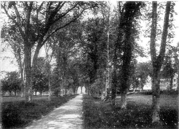 ELM ARCH, ANDOVER, MASSACHUSETTS.