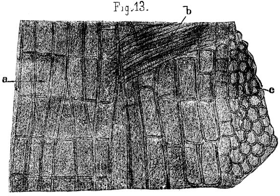 FIG. 13.—<i>Syringodendron pes-capræ</i>; from Saarbruck; radial vertical section, X200.