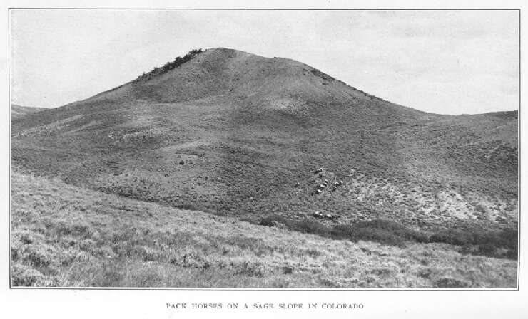 Pack Horses on a Sage Slope in Colorado 