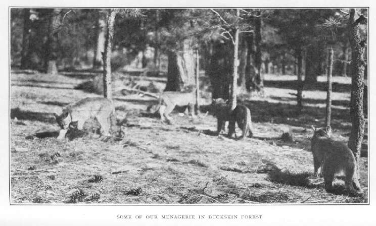 Some of Our Menagerie in Buckskin Forest 