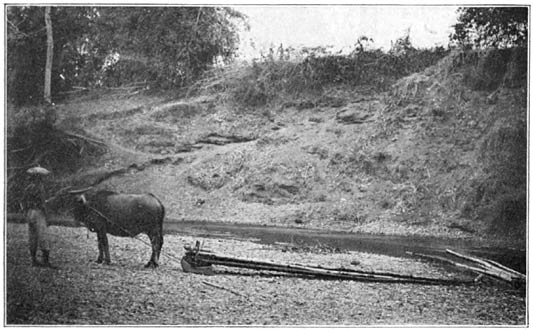 Hauling bamboo