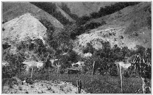 A rice field