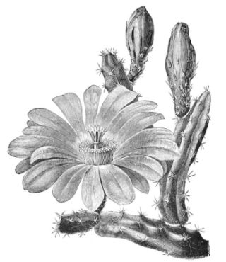 CEREUS PROCUMBENS