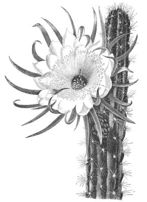 CEREUS REPANDUS