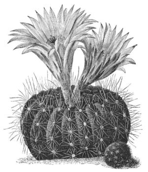 ECHINOCACTUS CONCINNUS