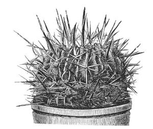 ECHINOCACTUS CRISPATUS