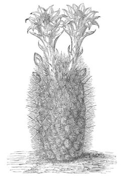 ECHINOCACTUS HAYNII