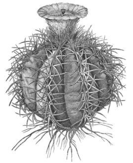 ECHINOCACTUS HORIZONTHALONIS