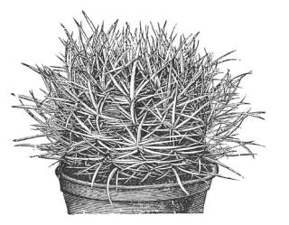 ECHINOCACTUS LE CONTEI