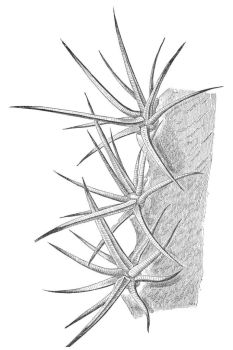 RIDGE, WITH SPINES, OF ECHINOCACTUS POLYCEPHALUS