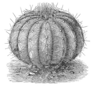 ECHINOCACTUS POTTSII