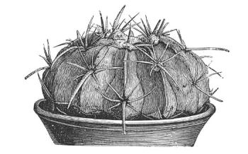 ECHINOCACTUS TEXENSIS