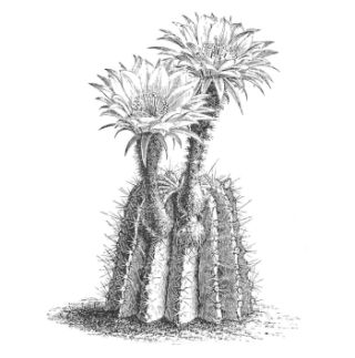 ECHINOPSIS DECAISNEANUS