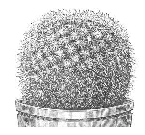 MAMILLARIA HAAGEANA