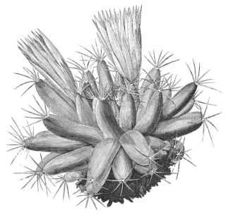 MAMILLARIA LONGIMAMMA