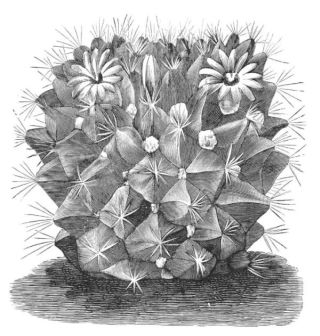 MAMILLARIA SUB-POLYHEDRA