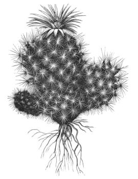 MAMILLARIA VIVIPARA RADIOSA