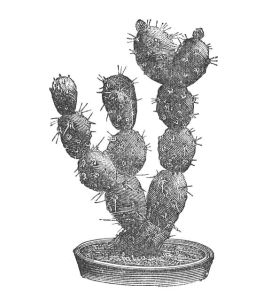 OPUNTIA BOLIVIANA