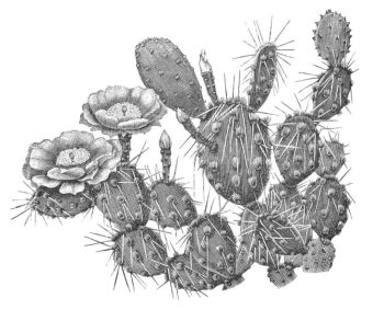 OPUNTIA FILIPENDULA